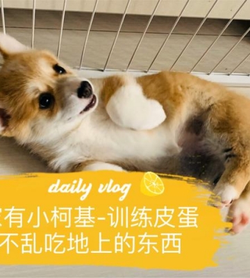 怎么训练柯基不乱吃东西