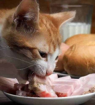 小猫刚买来不吃东西怎么办
