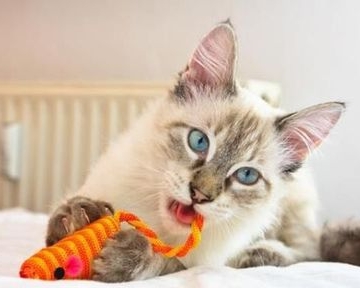 猫咪爱玩什么东西怎么办