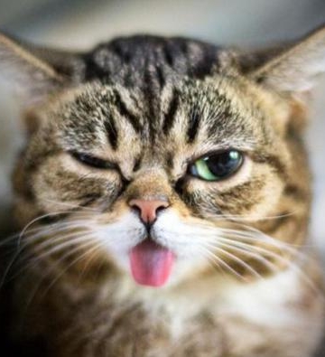 猫猫吐舌头 不吃东西怎么办