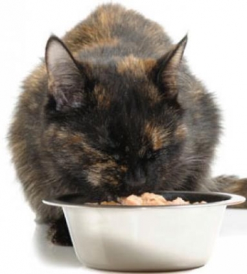 2个月小猫怎么不吃东西