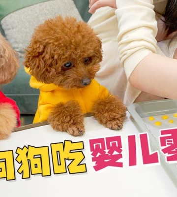 泰迪宝宝能吃的东西怎么办啊