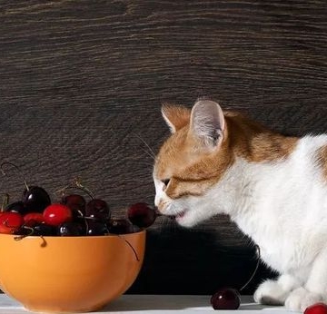 猫不吃东西怎么补充维生素