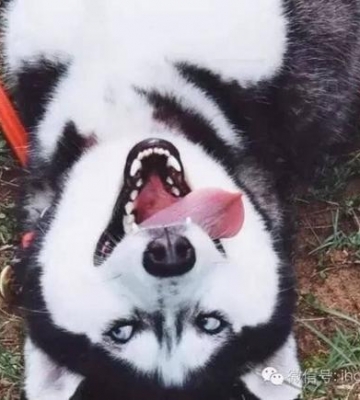 哈士奇吃东西吐 不想动