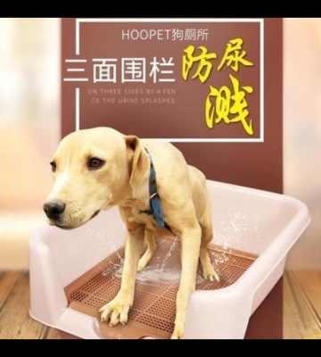 怎样训练泰迪狗狗去厕所