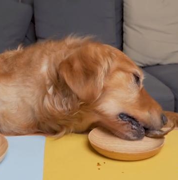 狗突然一口东西都不吃