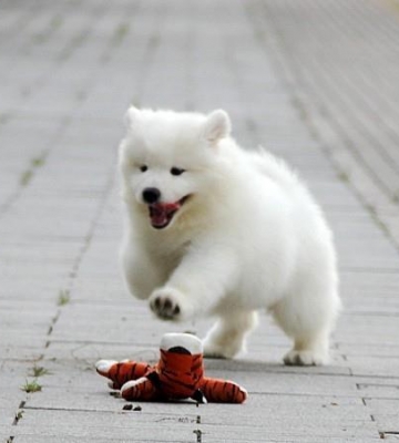 萨摩幼犬一直咬东西