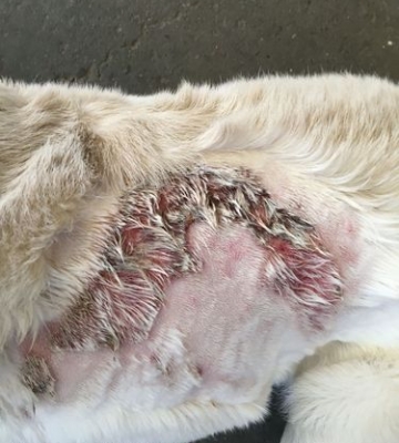 狗狗烫伤之后不吃东西