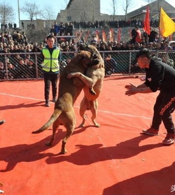 训练斗犬怎么训练
