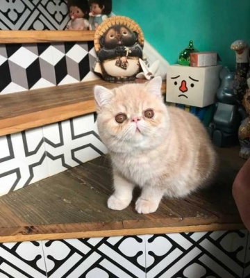 加菲猫不爱吃东西怎么办