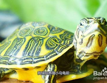 乌龟怎么喂东西