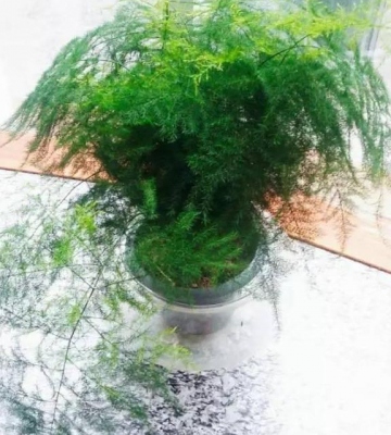 水培文竹的养殖方法