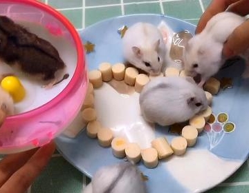 仓鼠宝宝要买什么东西怎么办