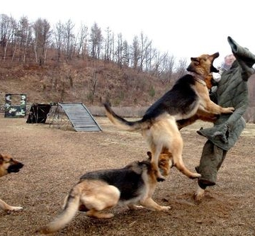 军犬的训练口令