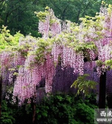 紫藤的栽培手段