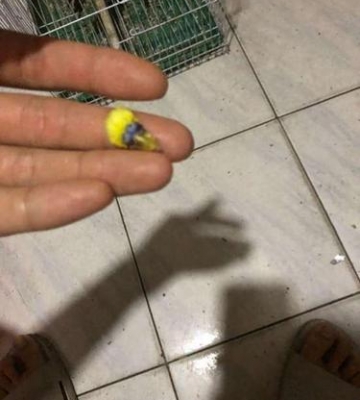鹦鹉总是咬东西怎么办