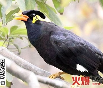 训练小鹩哥说话