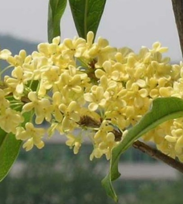 桂花树的养殖方法