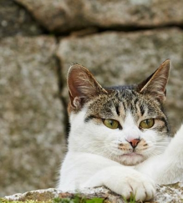 猫训练手势