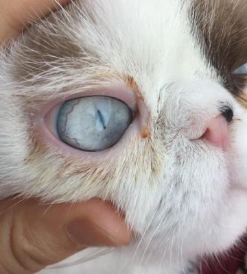 猫眼睛有红血丝和白色的东西