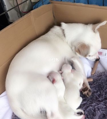 哺乳期狗狗需要什么东西