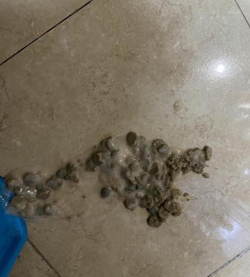 猫吃完东西想吐