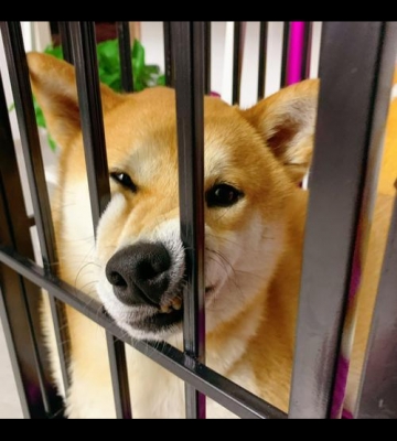 狗狗关笼子训练