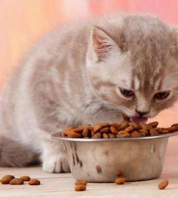 猫咪刚带回家不吃东西