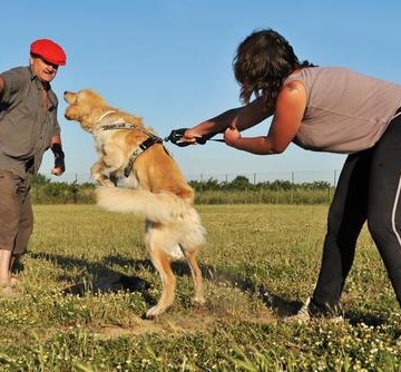 怎样训练家里的幼犬不咬人
