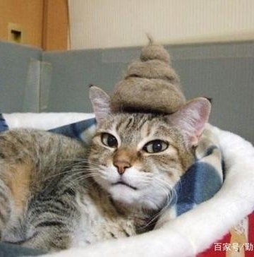 猫突然不吃东西不拉屎