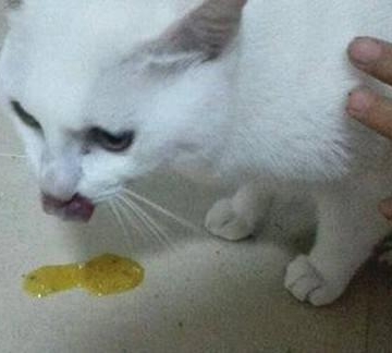 猫一吃东西就吐白沫
