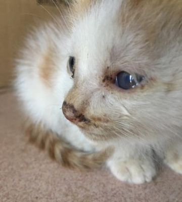 猫眼睛受伤了不吃东西