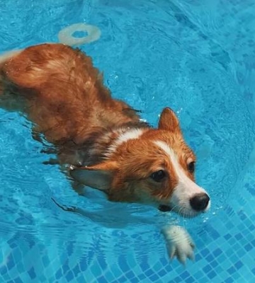 如何训练狗狗游泳