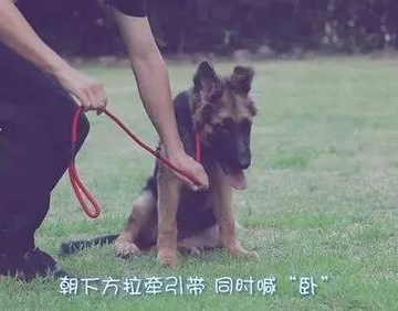 如何训练幼犬卧