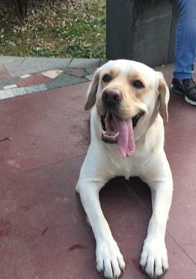 阿布拉多幼犬不吃东西拉稀