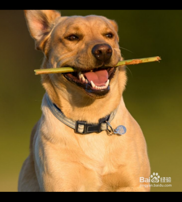 怎样训练狗狗数数