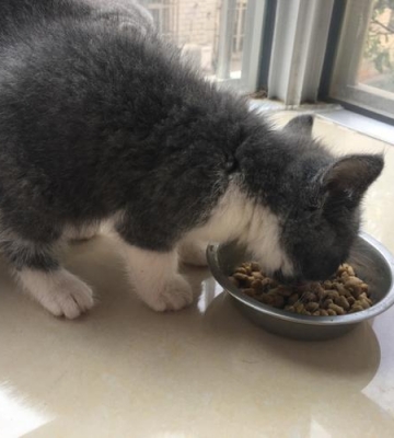 猫去新家呕吐不吃东西怎么办