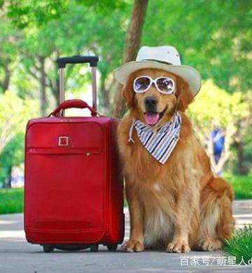 带狗旅游需要什么东西