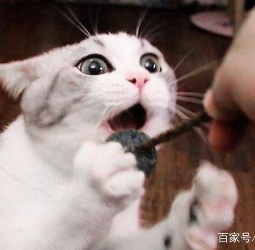 猫猫喜欢咬东西怎么办