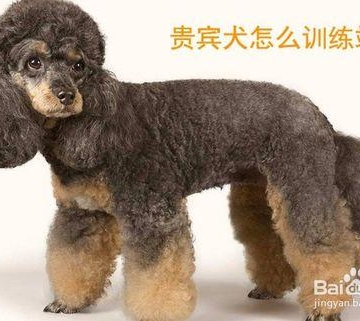 贵宾幼犬训练教程