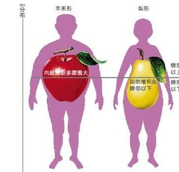 运动 内脏脂肪