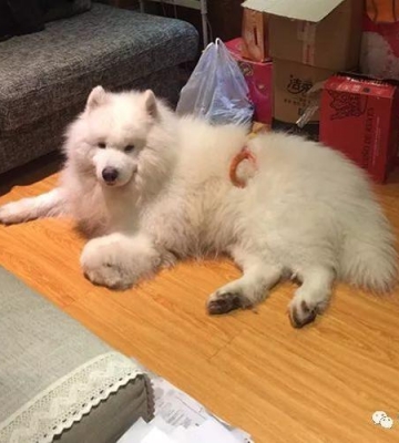 训练萨摩幼犬大小便