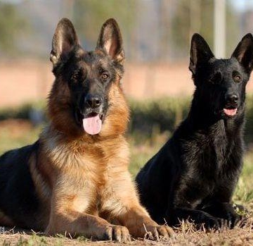 如何训练东德牧羊犬