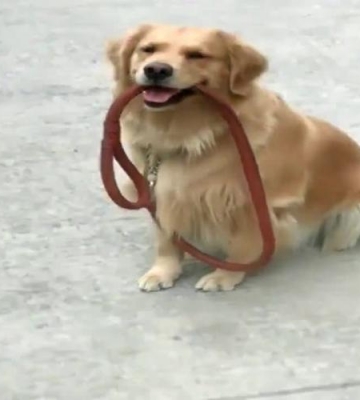 训练狗狗原地等待