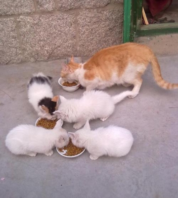 一个月多的猫不吃东西怎么办