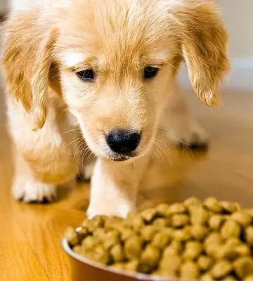 幼犬狗不吃东西怎么办