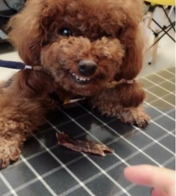 如果泰迪狗狗嗓子卡东西了怎么办