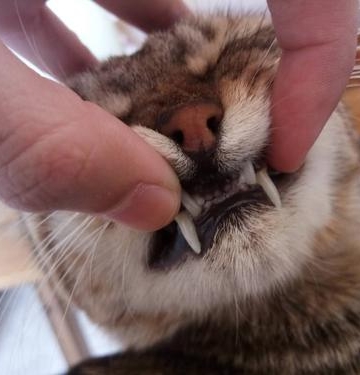 猫咪喉咙卡不吃东西怎么办