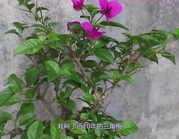 三角梅花栽培方法视频