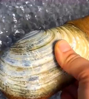 象拔蚌 做法